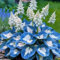 1000 pièces Graines de Hosta, Graines Fleurs à Semer, Graine a Planter, Graines de Fleurs pour Jardin et Balcon, Facile à Cultiver (C)