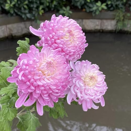 Semi di crisantemo, Le da giardino sono Semi di perenni, Le di crisantemo sono resistenti Le da giardino roccioso 300pcs
