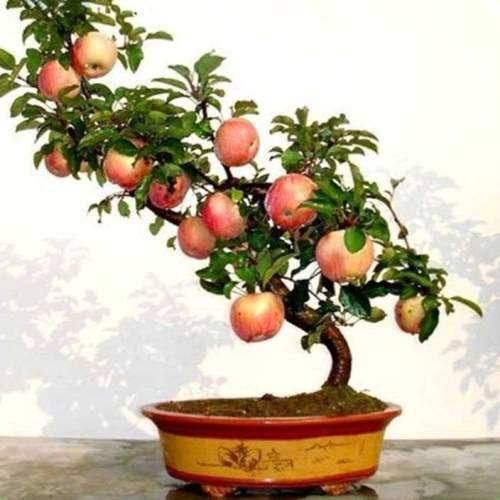 bonsai importati molto dolce mela Fuji Seeds ONLY