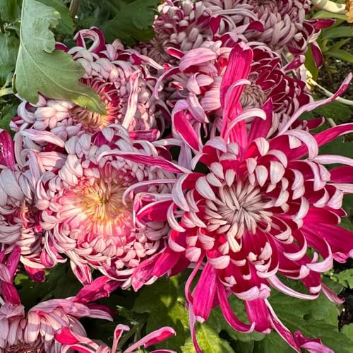 crisantemi - balcone insoliti crisantemo decorativo balcone recisi rampicanti, giardino roccioso resistenti esterno in vaso 450semi