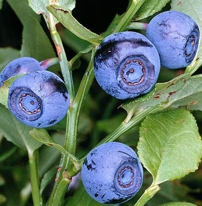 MIRTILLO DI BOSCO VACCINIUM MIRTYLLUS IN VASO