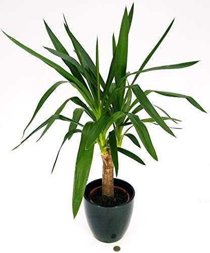 POWERS TO FLOWERS - YUCCA VASO CERAMICA NERO, Tronchetto della felicità, pianta vera