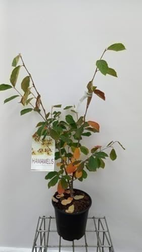 Hamamelis int. 'Arnold Promise' - Noisetier De Sorcière 'Arnold Promise' 60-80 cm en pot