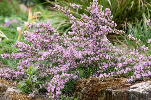 Cytisus purpureus 40–60 cm – Winterhart, Mehrjährig, Pflegeleicht – Purpur-Ginster – Zierstrauch für Steingarten & Beet