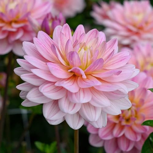 Dahlie Pink Magic | 1 Stück | Knolle | Schnittblume | Rosa | 100% Blütegarantie | QFB Gardening