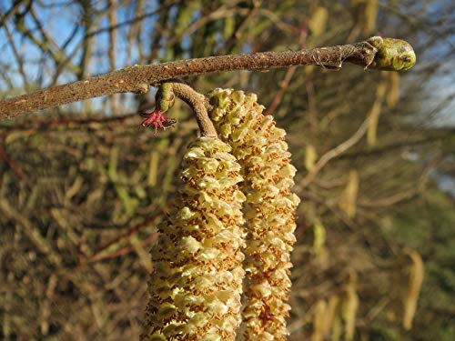 Home Comforts Flora Macro Corylus Avellana Common Hazel Catkins-20 Inch By 30 Inch Laminated Poster With Bright Colors And Vivid Imagery-Fits Perfectly In Many Attractive Frames