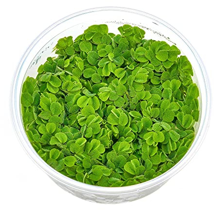 Salvinia auriculata - Kleiner Büschelfarn in vitro XL im 8,5-cm-Becher | Kleinohriger oder Rundblättriger Schwimmfarn - schnell wachsende, pflegeleichte Schwimmpflanze für Aquarien und Aquascapes.