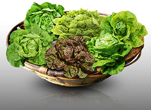 Lot de 3000 graines à semer - Le Grenier d'Abondance - Fan de Laitues Pommée - 6 variétés