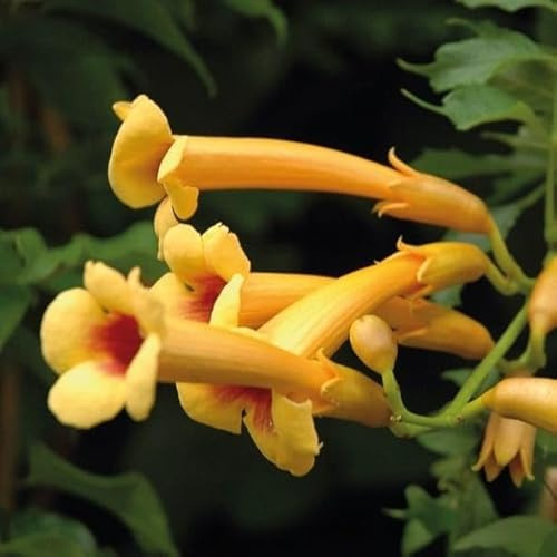 Amerikanische Milinas Judy 1L - Garten Pflanzen mit schönen Blüten - Die perfekte Dekoration für Ihr Grundstück - Für Anfänger und professionelle Gärtner - Eine schöne Blume Pflanze