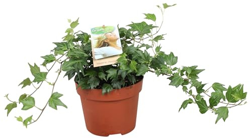 Hiedra Natural Planta Trepadora y Ornamental de Poco Riego