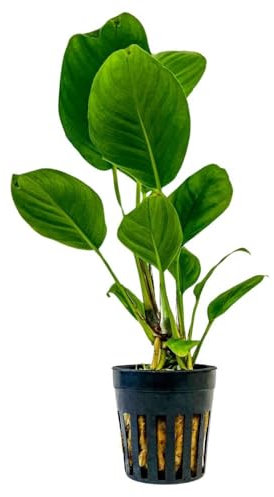 AquaOne Aquarium Pflanze Anubias heterophylla I Wasserpflanze Aquariumpflanze Wurzelstock/Rhizom voll durchwurzelt einfach pflegeleicht Aquascaping Dekoration