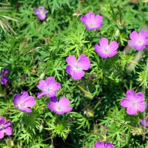 Geranium sanguineum Blut – Storchschnabel – 24 Pflanzen Ø9cm – Höhe10-25cm – Rosa rote Blütenstaude für sonnige Beete & Steingarten – Flächendecker