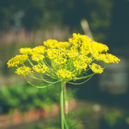 semi di aneto - esotiche primaverili giardino raro resistenti al freddo rialzata 900pcs