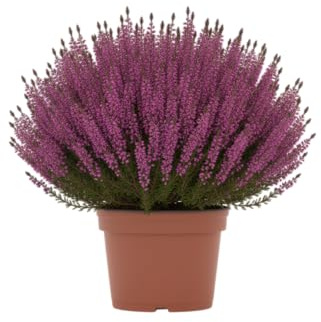 DECOALIVE Brezo Natural Planta Calluna para Decoración de Hogar y Jardín