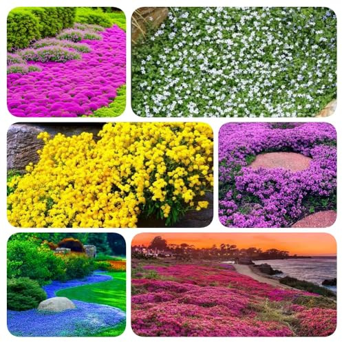3000Pc Semillas Resistentes Que Cubren El Suelo De Tomillo Arenoso - Tomillo Rastrero, Colores mezclados
