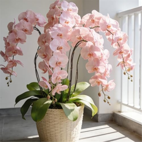 Cymbidium a radice nuda - Foglie erette e profumo intenso - Varietà facile da coltivare per principianti-10 PCS-G