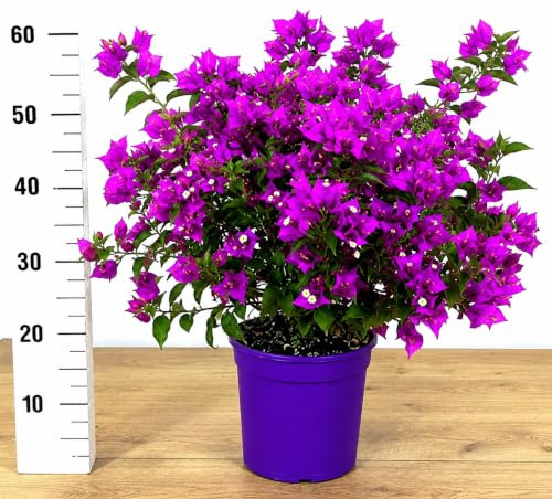 BOUGAINVILLEA FUCSIA CESPUGLIO XXL, VASO 19 CM DIAMETRO, BUGANVILLEA, pianta vera