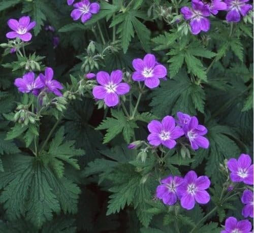 Plant World Seeds - Geranium Sylvaticum 'Mayflower' Seeds (Perennial Flower Seeds)