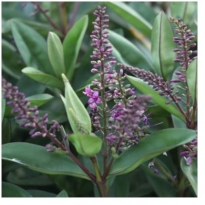 Hebe Naughties Pink - 3 Established 9cm Plants - Heavenly Hebe Plants Online - Ideal for Borders and Ground Cover Including Hedging.
