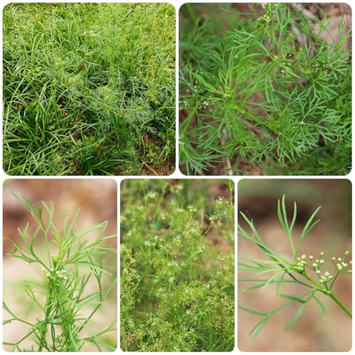 cerfoglio invernali, aromatiche Coltivare invernali d'appartamento rare serra balcone cucina aromatiche vegetali giardino di tappezzanti balcone 300semi
