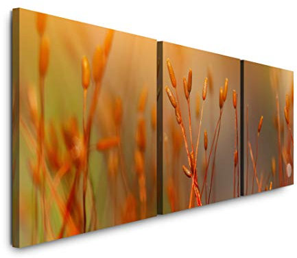 SIN-US 74 Moos aus dem Boden Bild XXL Panorama Deko Wandbilder 150x50cm - 3 Bilder a 50x50cm