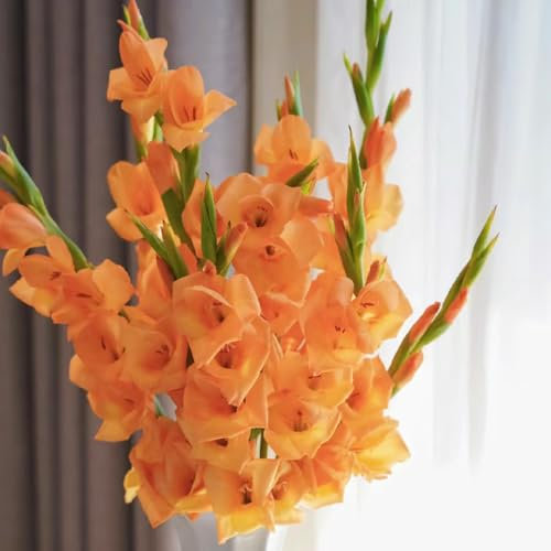 15 pcs gladiolen zwiebeln winterhart, Gladiolen Knollen, deko wohnzimmer, zimmerpflanzen gladiolus zwiebeln (Gladiolus gandavensis) bonsai pflanze geschenk garten blumen pflanzen,