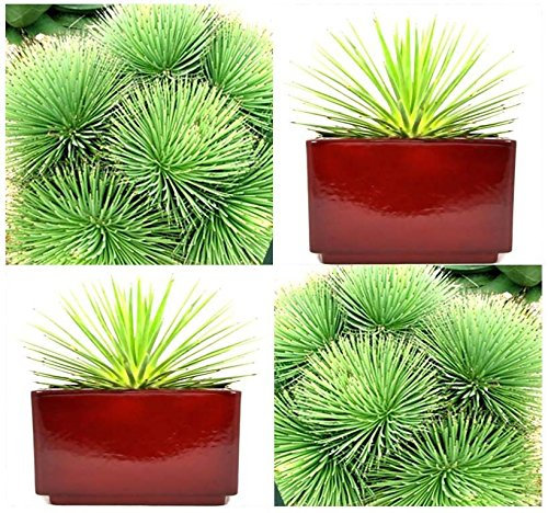 (20) Agave Stricta gegen Seeds Nana. Agave Riccio, Rabo de Léon