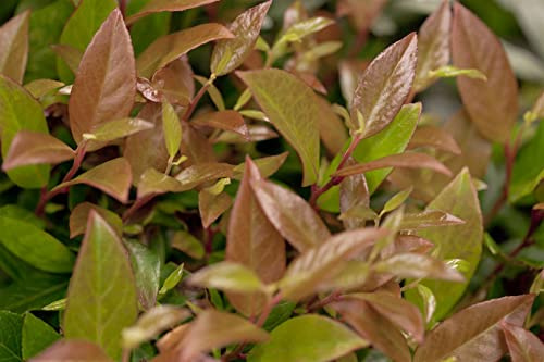 Leucothoe walteri 'Zeblid' 25–30 cm – Immergrün, Winterhart, Pflegeleicht – Traubenheide – Zierstrauch für Beet & Kübel