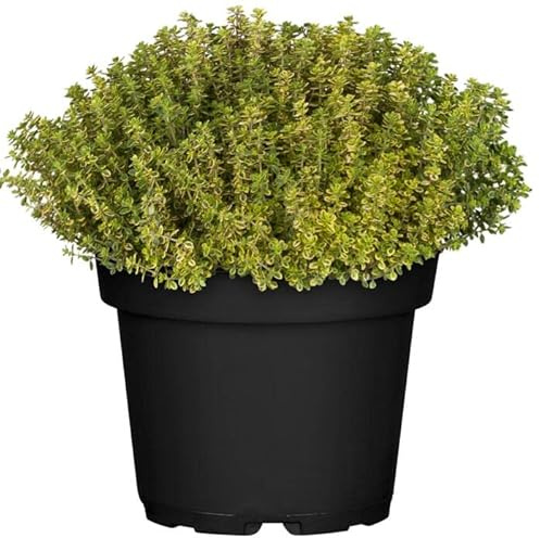 Planta de Tomillo Limón Natural para Casa y Jardín