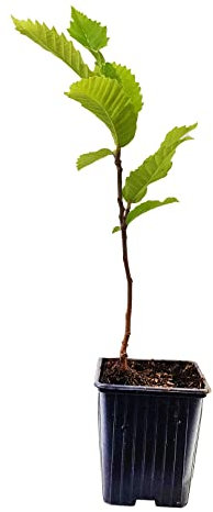 Seedeo® Edelkastanie/Esskastanie (Castanea sativa) Pflanze ca. 30-50 cm hoch Klimabaum