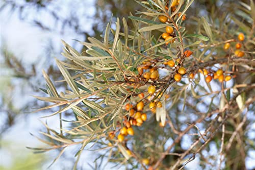 Hippophae rhamnoides 60–100 cm – Winterhart, Mehrjährig, Pflegeleicht – Sanddorn – Heckenpflanze für Garten & Sichtschutz