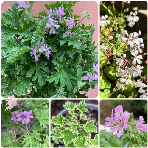 semillas de geranio perfumadas, geranio de limón Jardín de interior, exóticas resistentes, pelargonium graveolens, balcón del jardín, 25pcs