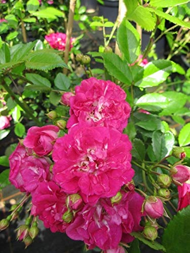 Kletterrose Super Excelsa® - Rosa Super Excelsa® - karminrosa - Ramblerrose - ADR-Rose