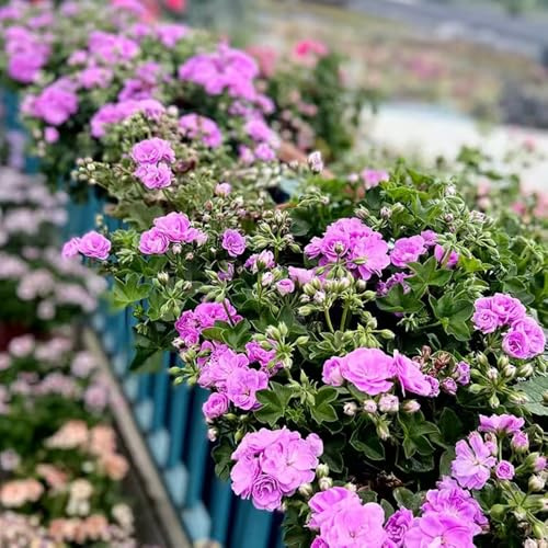 geranien bio balkon blumendeko pelargonium wiesensaatgut garten geschenk bonsai balkon blumensamen kletterpflanzen steingartenpflanzen balkon blumenwiese frühlingsblume winterharte 450samen
