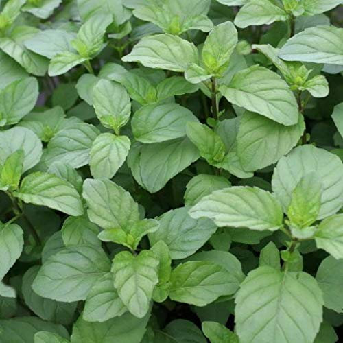 Lemon Mint Mentha piperita citrata Aromatic herb Plant Bees Butterflies Ground Cover 9cm Pot