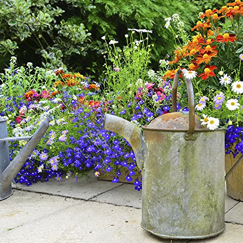 Fragrance Bouquet Flower Rocket Seed Disc - Concentrated Flower Planting Gardener Indoor Outdoor Kit - by Garden Innovations
