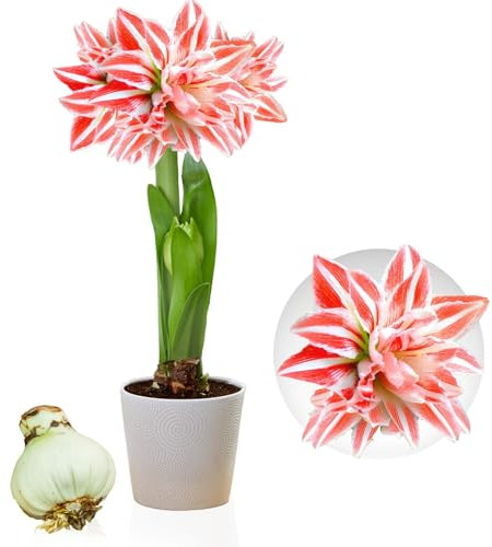 Bulbi di Amaryllis Double Striped - 1 bulbi fiori in grande formato 26/30 - Piante e fiori esclusivi dall'Olanda - Autentici Hippeastrum (senza semi, senza cera e non artificiali)