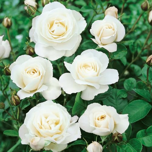 Potted 2 Litre FLORIBUNDA Rose Iceberg Perennial Plant