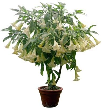 Vivaio Garden Forest Brugmansia arborea Datura Arbusto | Grandi fiori bianchi penduli profumati serali, Fioritura tarda estate-autunno, Per giardino e grandi vasi
