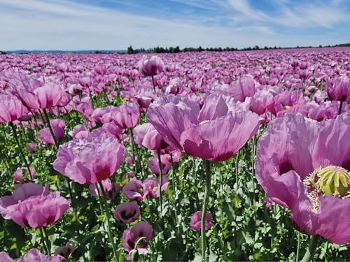 Echter Schlafmohn, 5.000 Samen, lila Mohnblumen Saatgut lat. Papaver Somniferum, große lila Blüten mit langer Blühdauer für Insekten