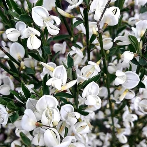 semi resistenti di ginestra - perenni tappezzanti balcone rialzate biologici 250pcs