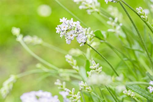 Lavandula angustifolia 'Hidcote White' 9x9 cm Topf – Winterhart, Mehrjährig, Pflegeleicht – Weißer Lavendel – Duftpflanze für Beet & Kübel