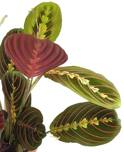 Maranta Leuconeura Tricolor Planta de Interior Natural de Hojas Colgantes
