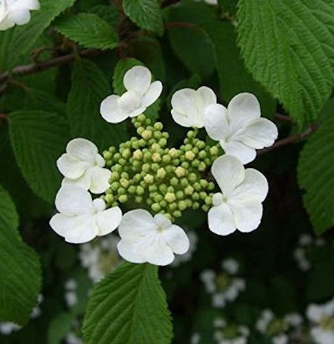 Pyramiden Schneeball Kilimanjaro® 40-50cm - Viburnum plicatum - lebende Gartenpflanze aus den Baumschulen