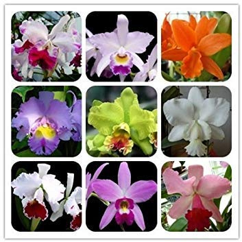 Nuovo di zecca! 30 orquídeas Semi Cattleya Hybrida di Fiori, semi famoso Fiori Orchidee di Speranza