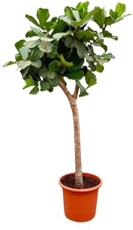 Ficus Lyrata Baum XXL 230cm – Geigenfeige Zimmerpflanze extra groß – Ø40-45cm – große glänzende Blätter – ideal für Wohnzimmer & Büro – pflegeleicht, luftiges Raumgrün