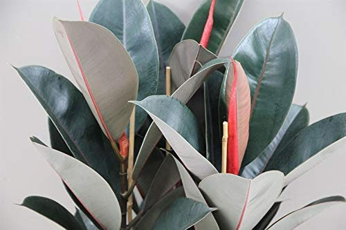 Indoor Plant -House or Office Plant -Ficus elastica - Rubber Plant Approx 90cms Tall