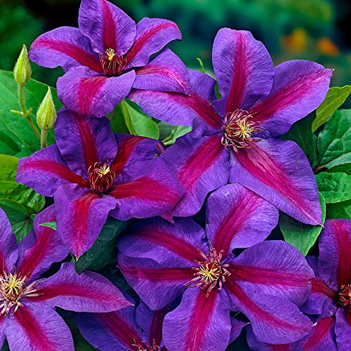 Clematis Mrs N. Thompson | Deciduous Flowering Climber | Outdoor Pot Plant | (15-30cm Incl. Pot)