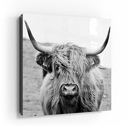DEQORI Schlüsselkasten schwarz | 30x30 cm | Motiv Zotteliges Hochlandrind | Glas & Metall Schlüssel-Box | Schlüsselschrank mit 50 Haken + 2 Magnete | Moderne Box magnetisch & beschreibbar