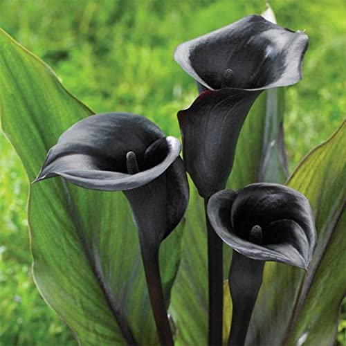 Plant Bulbs, Wedding Flowers, Excellent Display Indoor Perennial, Calla Lily Plant, Calla Lily Bulbs Mix, Hardy Perennial, Flowering Bulbs,-6bulbs-d